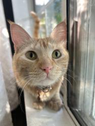 Lost Female Cat last seen Hatteras& Burbank blvd are main roads off Ensign , Los Angeles, CA 91601