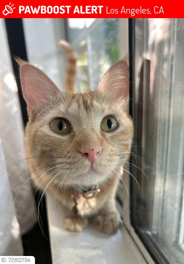 Lost Female Cat last seen Hatteras& Burbank blvd are main roads off Ensign , Los Angeles, CA 91601
