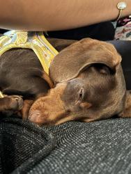 Lost Male Dog last seen Near and 1125 , Tyler, TX 75709
