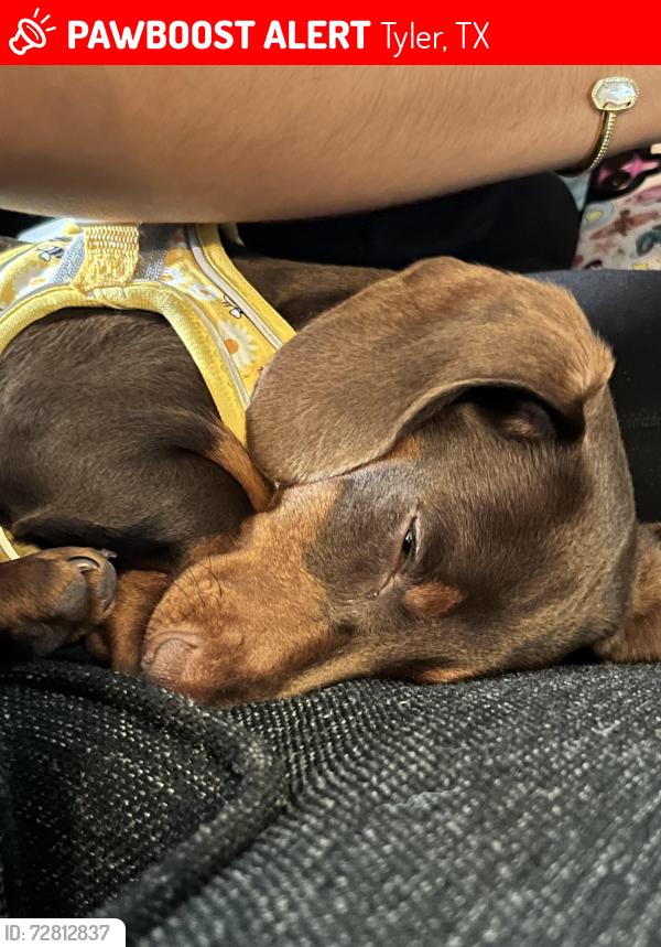Lost Male Dog last seen Near and 1125 , Tyler, TX 75709