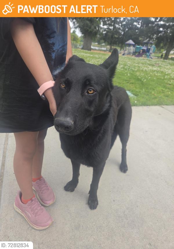 Found/Stray Male Dog last seen Dels lane and pedras, Turlock, CA 95382