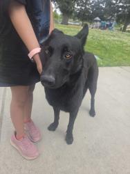 Found/Stray Male Dog last seen Dels lane and pedras, Turlock, CA 95382