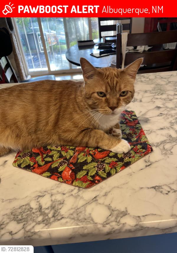 Lost Male Cat last seen Summer and Truman, Albuquerque, NM 87110