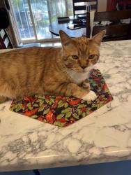 Lost Male Cat last seen Summer and Truman, Albuquerque, NM 87110