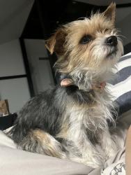Lost Female Dog last seen Near E 36th Ave Aurora, CO 80011, Aurora, CO 80011