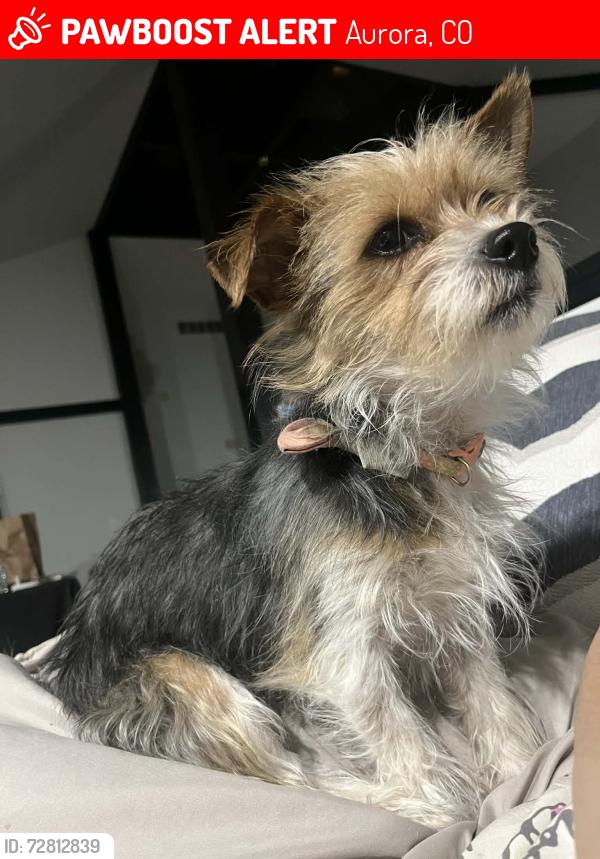 Lost Female Dog last seen Near E 36th Ave Aurora, CO 80011, Aurora, CO 80011