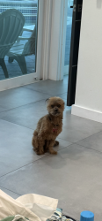 Lost Female Dog last seen W Saint Andrews dr, Hialeah, FL 33015
