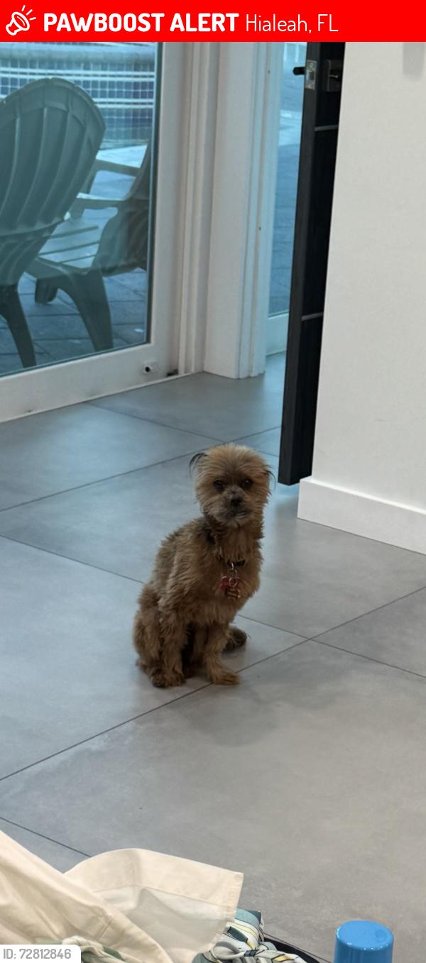 Lost Female Dog last seen W Saint Andrews dr, Hialeah, FL 33015