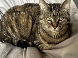 Lost Female Cat last seen Derby, Ohio, Orient, OH 43146