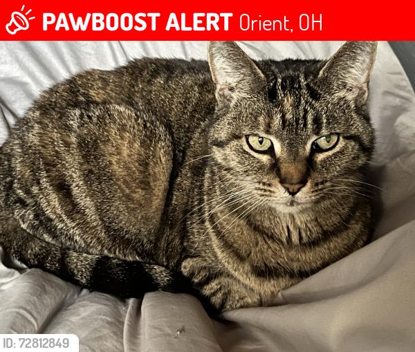 Lost Female Cat last seen Derby, Ohio, Orient, OH 43146
