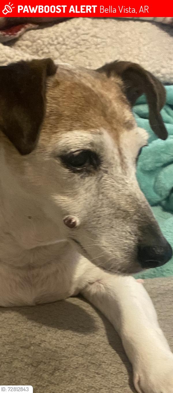Lost Female Dog last seen Kinloch and perch Dr, Bella Vista, AR, Bella Vista, AR 72715
