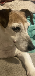 Lost Female Dog last seen Kinloch and perch Dr, Bella Vista, AR, Bella Vista, AR 72715