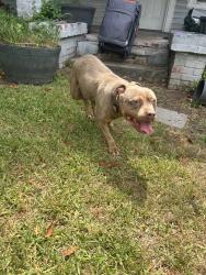Found/Stray Female Dog last seen Britt david park, Columbus, GA 31909