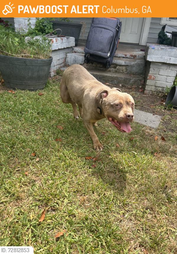 Found/Stray Female Dog last seen Britt david park, Columbus, GA 31909