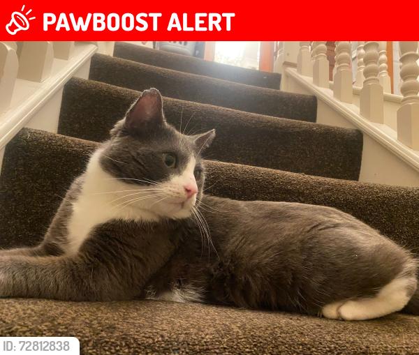 Lost Male Cat last seen Longwater, Costessey, England NR5 0HW