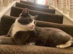 Lost Male Cat last seen Longwater, Costessey, England NR5 0HW
