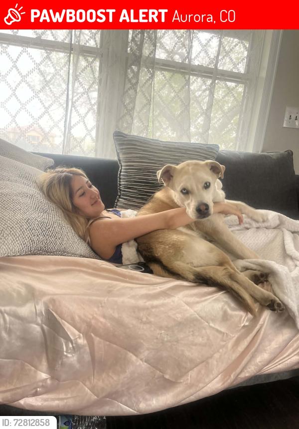 Lost Female Dog last seen Near e 36th Ave, Aurora, CO 80011