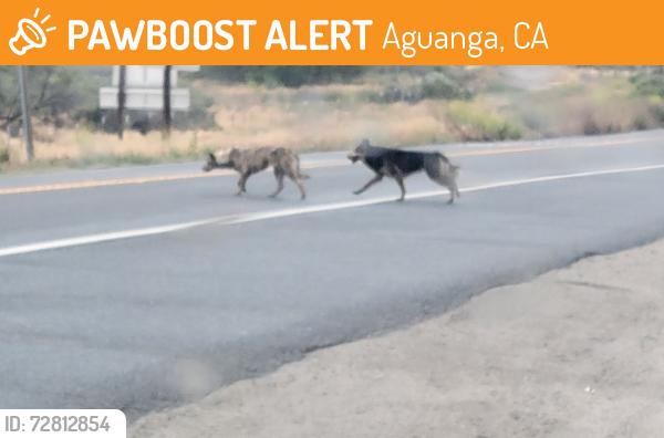 Found/Stray Unknown Dog last seen California 79 and California 371, Aguanga, CA 92536