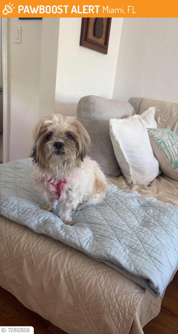 Found/Stray Female Dog last seen Bird Ave and Virginia, Miami, FL 33133