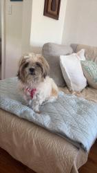 Found/Stray Female Dog last seen Bird Ave and Virginia, Miami, FL 33133