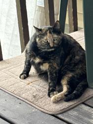 Found/Stray Female Cat last seen Three rivers mobile  park, Hastings, MN 55033