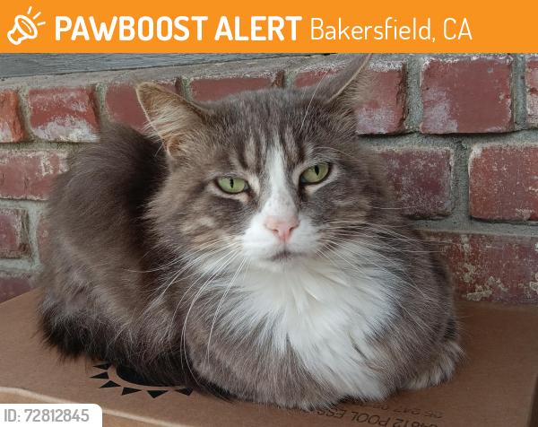 Found/Stray Unknown Cat last seen Easy street and McCord, Bakersfield, CA 93308