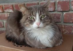 Found/Stray Unknown Cat last seen Easy street and McCord, Bakersfield, CA 93308
