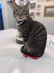 Lost Male Cat last seen West road , Cypress, TX 77433