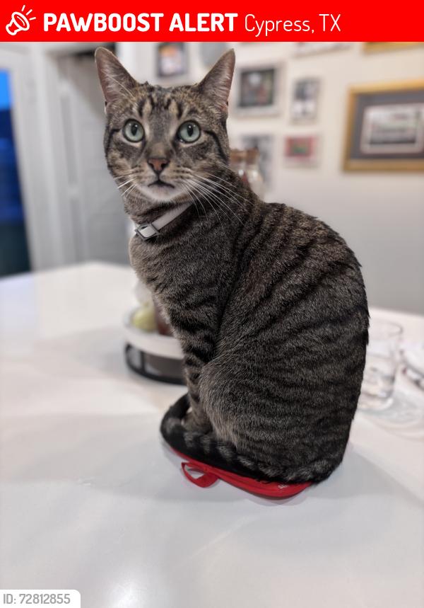 Lost Male Cat last seen West road , Cypress, TX 77433