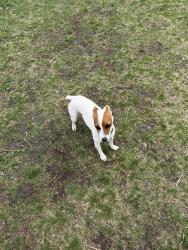 Found/Stray Unknown Dog last seen Family Park Off Leash Trail, Sioux Falls, SD 57107