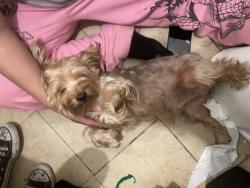 Lost Male Dog last seen Gage Ave. and Hooper Ave., Los Angeles, CA 90001