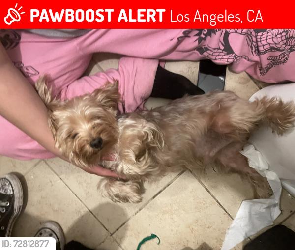 Lost Male Dog last seen Gage Ave. and Hooper Ave., Los Angeles, CA 90001