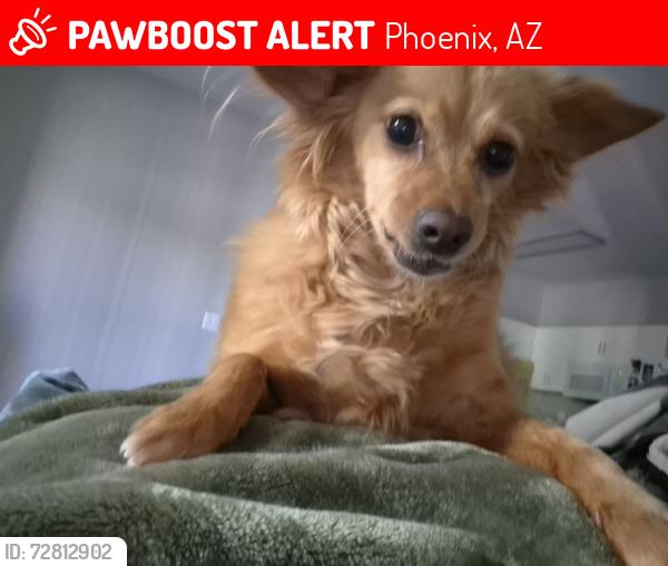 Lost Female Dog last seen 83rd and thomas, Phoenix, AZ 85035