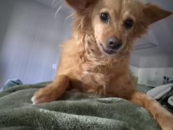 Lost Female Dog last seen 83rd and thomas, Phoenix, AZ 85035