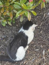 Found/Stray Unknown Cat last seen Edward Jones parking lot, Powdersville, SC 29611