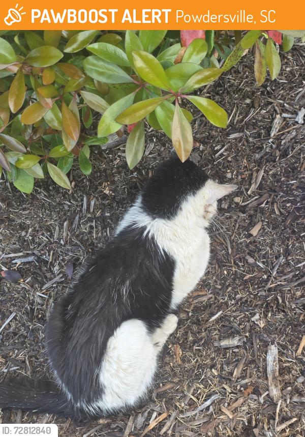 Found/Stray Unknown Cat last seen Edward Jones parking lot, Powdersville, SC 29611