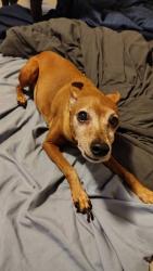 Lost Male Dog last seen Area across from Publix by apmts, Gainesville, FL 32608