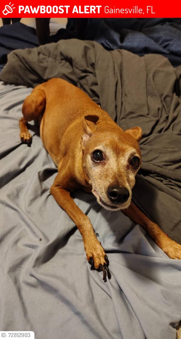 Lost Male Dog last seen Area across from Publix by apmts, Gainesville, FL 32608
