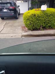 Found/Stray Unknown Dog last seen Leslie Dr, Pleasant Hill, CA 94523