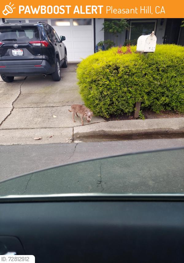 Found/Stray Unknown Dog last seen Leslie Dr, Pleasant Hill, CA 94523