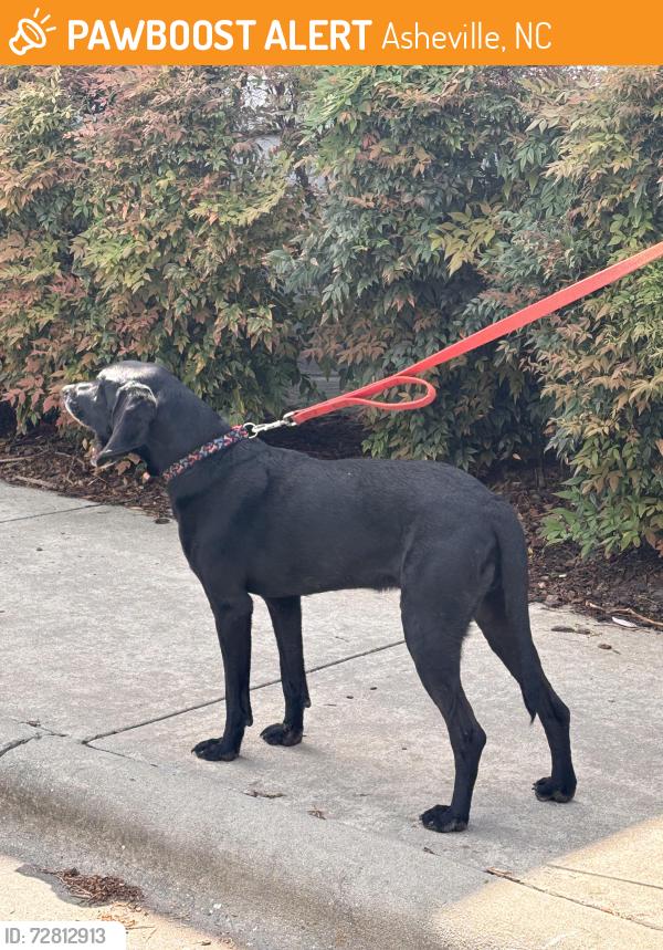 Found/Stray Male Dog last seen Highway 26 near Old Delwood Rd., Asheville, NC 28704