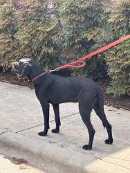 Found/Stray Male Dog last seen Highway 26 near Old Delwood Rd., Asheville, NC 28704