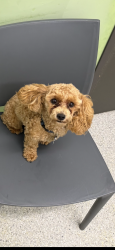 Lost Female Dog last seen Ingulf and Erie, San Diego, CA 92110