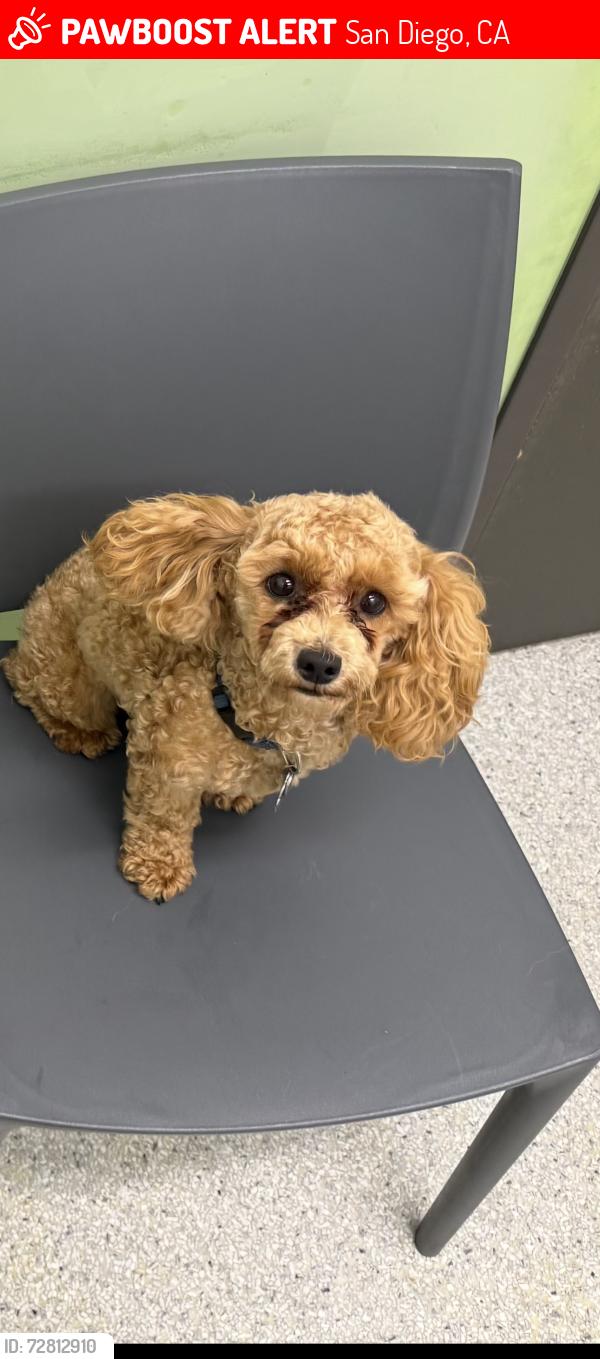 Lost Female Dog last seen Ingulf and Erie, San Diego, CA 92110