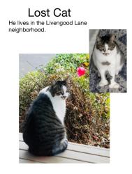 Lost Male Cat last seen Livengood Ln, Clallam County, WA 98382