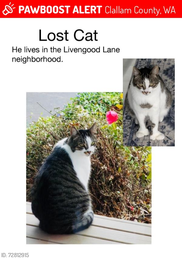 Lost Male Cat last seen Livengood Ln, Clallam County, WA 98382
