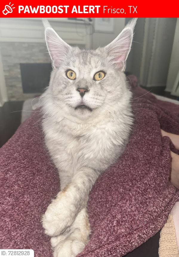 Lost Male Cat last seen Trails fishing pond , Frisco, TX 75034