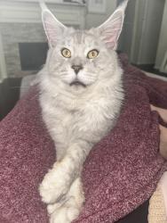Lost Male Cat last seen Trails fishing pond , Frisco, TX 75034