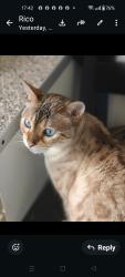 Lost Female Cat last seen b71 Monmouth drive, West Midlands, England B71