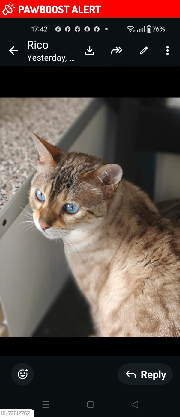 Lost Female Cat last seen b71 Monmouth drive, West Midlands, England B71
